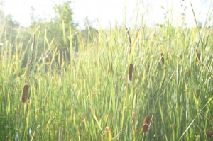 In Waldgärten halten sich Menschen gerne auf. Die grüne Natur entspannt und fast jede Pflanze kann genascht werden.