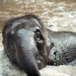 Elefantenbaden als Ferialjob