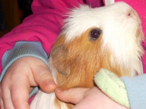404807_web_R_K_B_by_Ines Peters_pixelio.de Kind mit Meerschweinchen