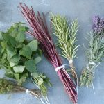 Wildkräuter-Rezepte aus meinem Garten