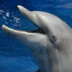 Vorbild Natur III: Schnelle Hilfen für Medizin und Nautik