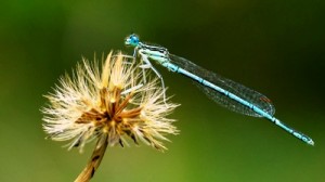 Libelle auf Pusteblume