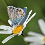 Schmetterling auf Gänseblümchen