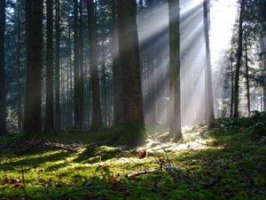 Wald mit Sonnenlicht