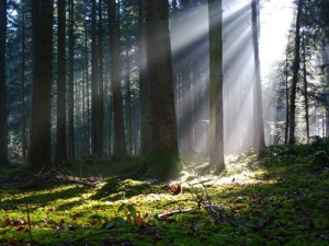 553428_web_R_K_B_by_Rainer Sturm_pixelio.de Wald mit Sonnenlicht