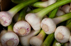 Frischen Knoblauch kann man auch selbst ernten - indem man im Herbst einzelne Zehen in die Erde steckt. (Foto: Petra Bork/pixelio.de)