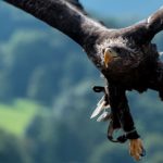 Vorbild Natur: Was die Technik von Tieren und Pflanzen lernt