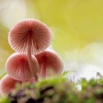 Pilzesuchen für AnfängerInnen