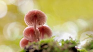 Pilze suchen ist ein schönes Erlebnis für die ganze Familie (Foto: luise / pixelio.de)