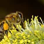 Besuch bei den Stadt-Bienen