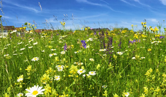 Wiese mit bunten Blumen