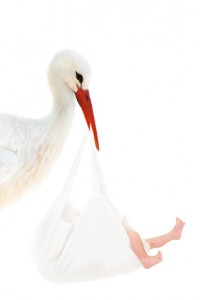 Storch mit Baby im Schnabel