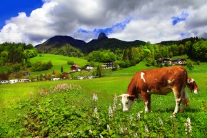 Alpine scenery - green meadows, cows, mountains eine Kuh auf der Weide