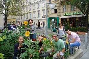 Sonnenblumen anpflanzen im 7. Wiener Gemeindebezirk
