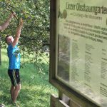 „Linz pflückt“ – selbst gratis Obst ernten!