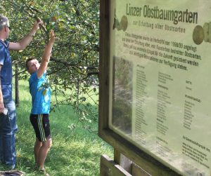 Obst in Linz selbst pflücken - mit Hilfe der App "Linz pflückt" weiß man, wo gerade etwas reif ist. Foto: Christl