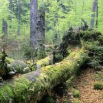Urwälder in Österreich