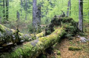 Wildnisgebiet Dürrenstein, Totholz im Urwald Rothwald, Foto: Werner Gamerith