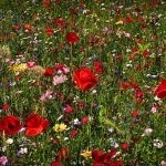Vom Garten zur Insekten-Heimat
