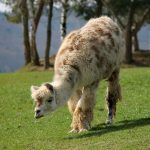 Alles über Lama und Esel!