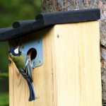 Nistkasten für Meise & Spatz selber bauen