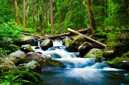 Bild: Wald mit Bach