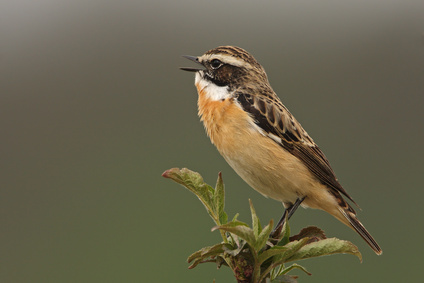 Bild: Braunkehlchen