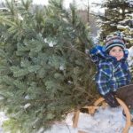 13.12. Nachhaltiger Christbaum
