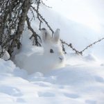 16.12. Tierspuren im Schnee